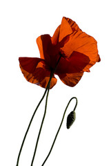 coquelicots