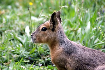 lièvre de patagonie
