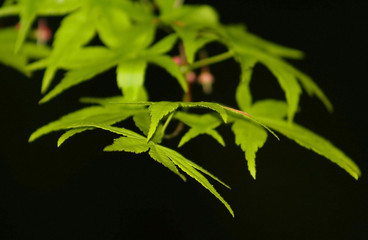 bamboo leaves