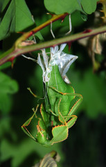 phyllium h&auml;utung