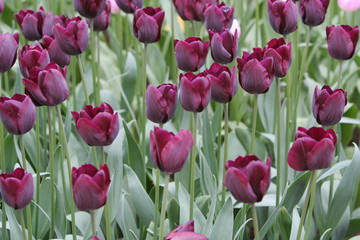 violettes tulpenfeld