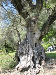 tronc d'olivier
