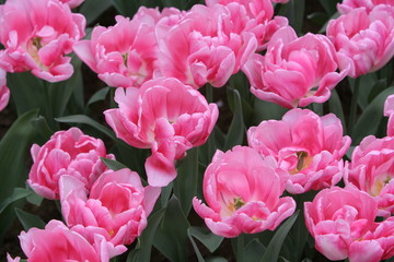 gefüllte tulpen in rosa