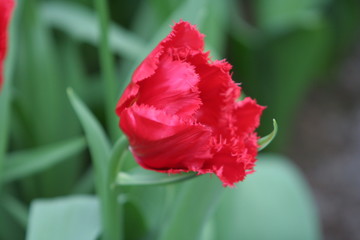 makroaufnahme tulpe