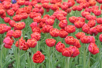 rote gefüllte tulpen