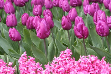 tulpen und fleder in violett