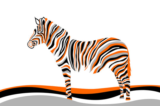 Fototapeta zebra
