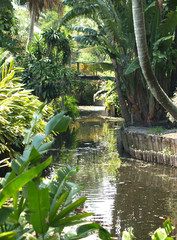 jungle stream
