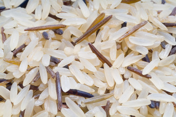 close up wild rice