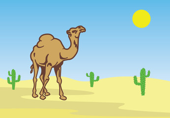 camel in desert