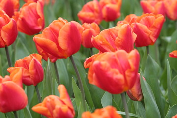 Fototapeta premium rotes tulpenmeer