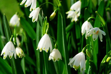 snowflake flowers leucojum