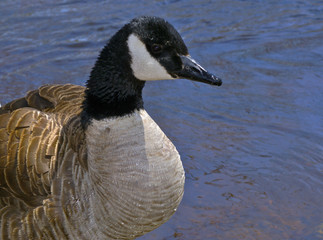 wet canadian goose