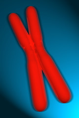 human chromosome