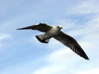 möwe