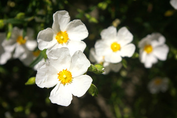 flowering plant