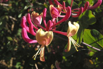 honeysuckle flowering