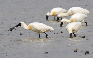 black-faced spoonbill