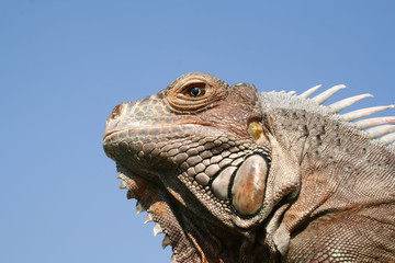 iguana