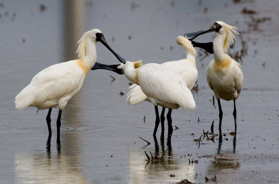 black-faced spoonbill