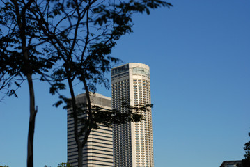 Obraz premium trees and skyscraper