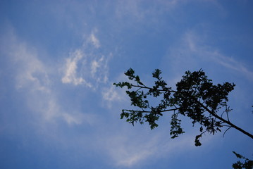 trees and skies