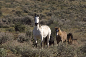 Obraz na płótnie Canvas wild horse and young horse
