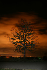 Glowing Tree