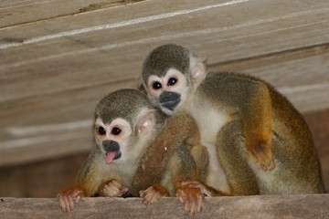 squirrel monkeys