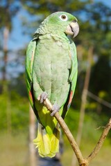 green parrot