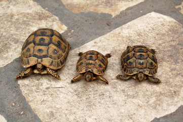 turtles for sale