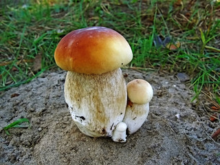 three connected mushrooms