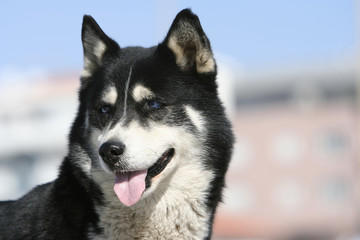 husky dog with blue eyes
