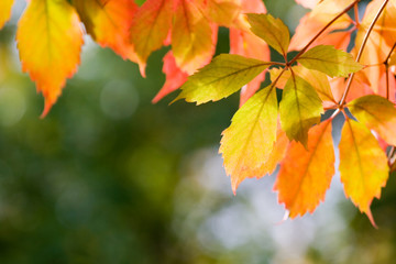 colourful autumn leaves