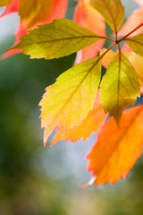 colourful autumn leaves