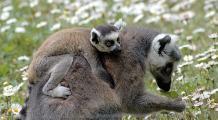 mère et son petit