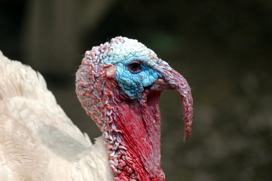 dindon tricolore