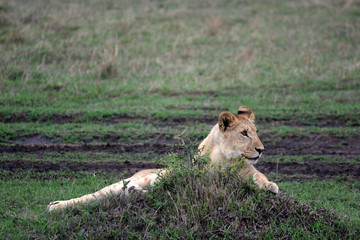 kenya