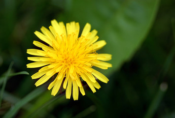 yellow flower of dandelion in detail