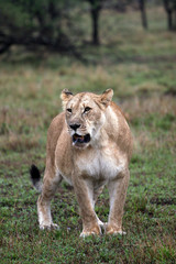 kenya