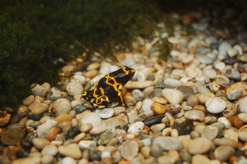 venomous black-yellow frog