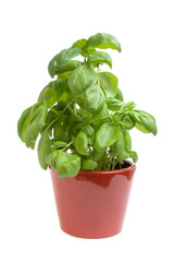 basil