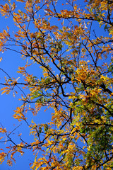 Fototapeta premium new england fall foliage