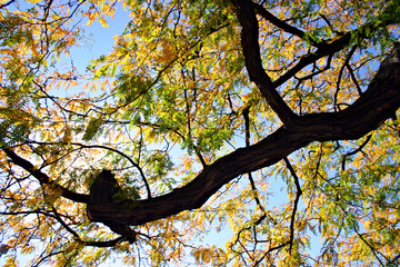 new england fall foliage