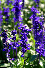 Obraz premium blue bell