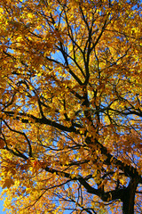 new england fall foliage