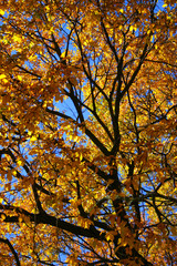 Obraz premium new england fall foliage