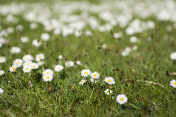 gänseblümchen © mohaa