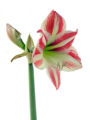 amaryllis red&white decorative flower