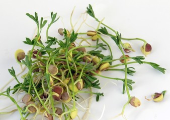 lentils germination